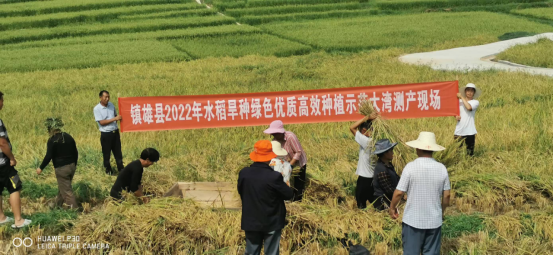 红花米县级测产验收现场.jpg