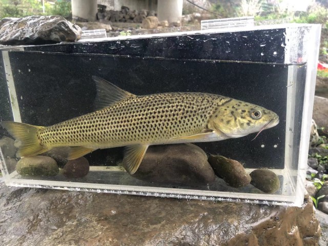 赤水河59.jpg