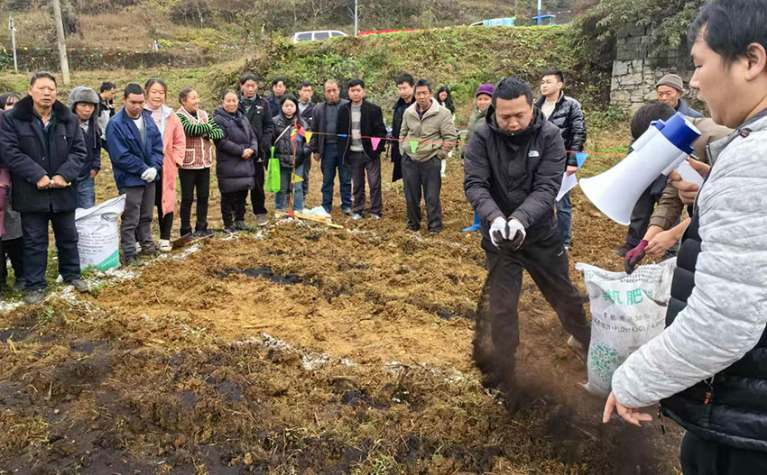 现场培训讲解施有机肥。周洪摄