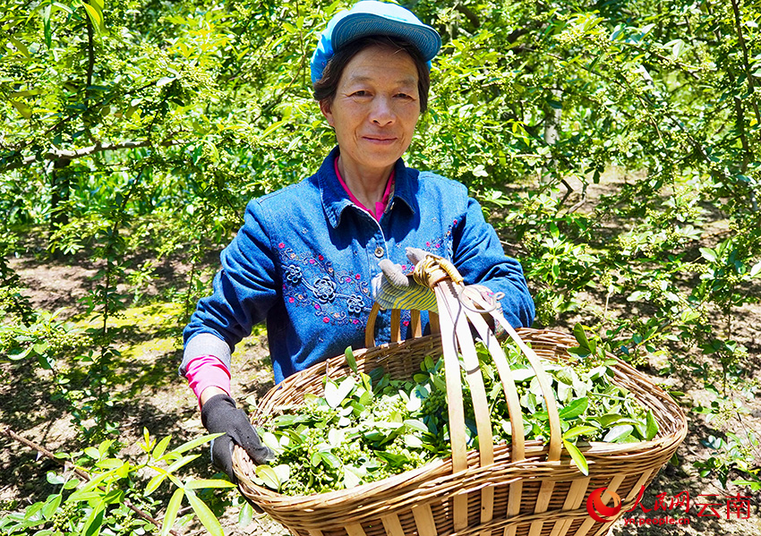 花椒喜获丰收。人民网 王娴摄